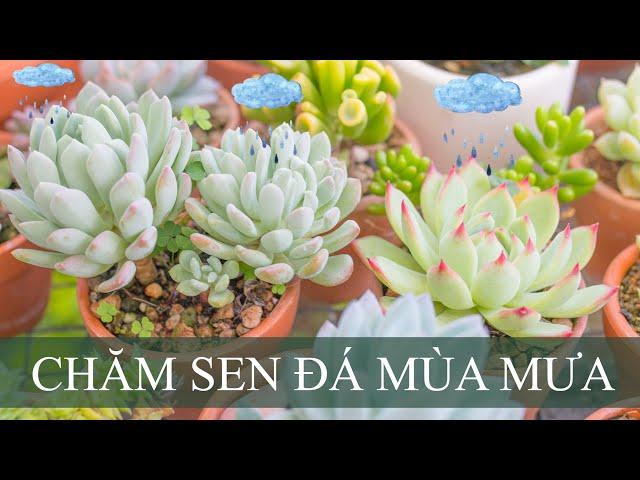 Mùa mưa chăm sóc sen đá thế nào?| Succulents| 多肉植物| 다육이들 | Suculentas