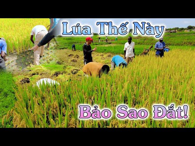 Linh Philip || Đã Hiểu Vì Sao Đây Là Giống Lúa Đắt Nhất Việt Nam, Hạt Không Chê Vào Đâu Được?