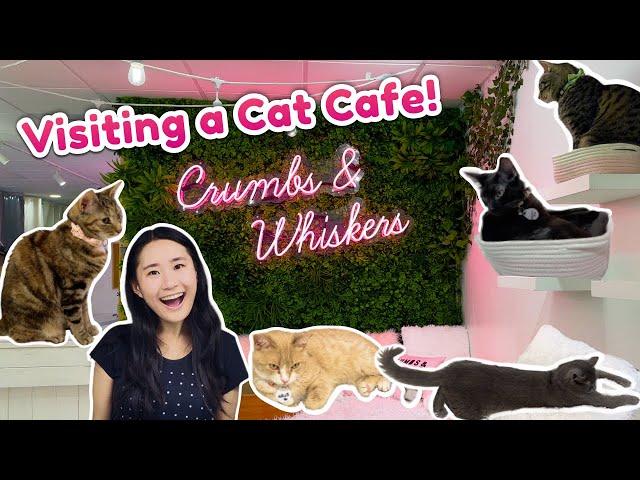 Visiting a CAT CAFE!  | Crumbs & Whiskers, DC