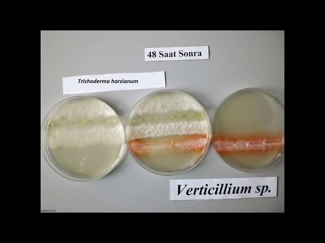 Trichoderma harzianum & Verticillium sp.