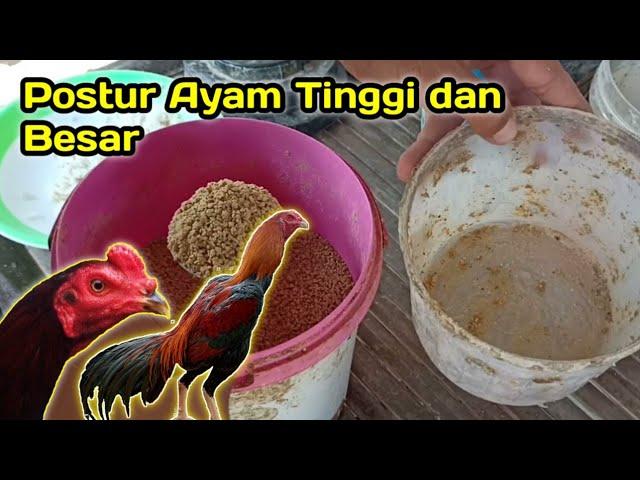 Pakan 4y4m B4n9K0K Agar Tulangan Besar dan Bagus