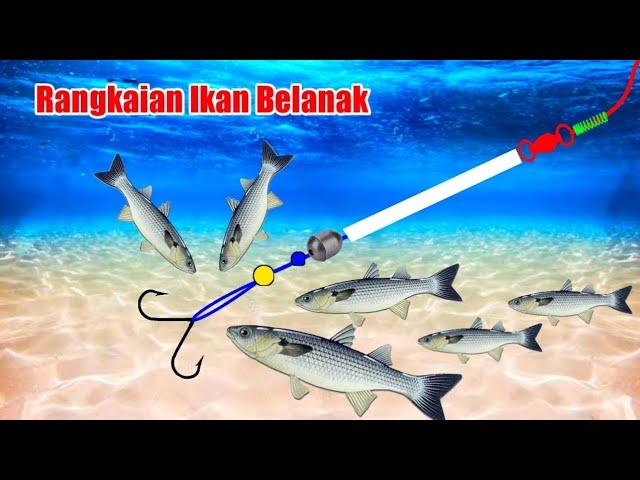 100% Ampuh !! Rangkaian Pancing Ikan Belanak Anti Mocel