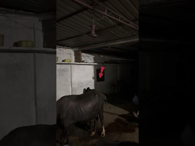 Cctv Caught On camera | Real Ghost attack cow | devils night Dharmendra |