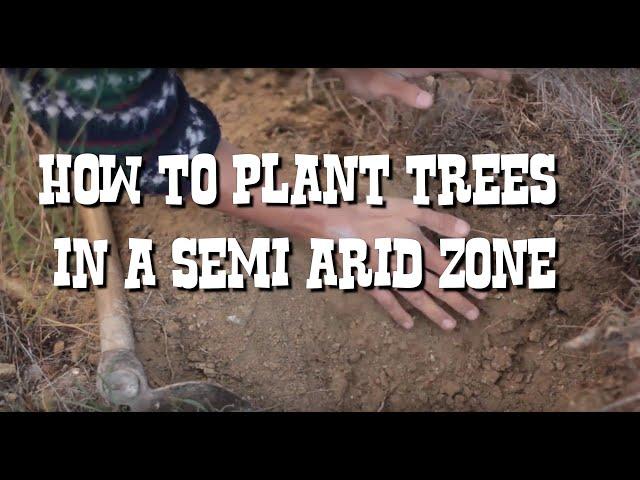 How to plant trees in a Semi Arid zone - Regreening 8