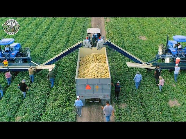 40 Billion Pounds Of Cantaloupes Are Harvested In American This Way | Agriculture Technology