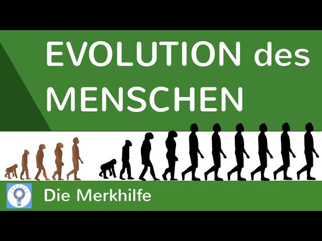 Evolution des Menschen - einfach erklärt! + Wasseraffen- & Savannentheorie | Evolution 25