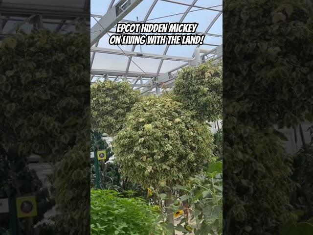 #Epcot’s #LivingWithTheLand has a continuously growing #HiddenMickey