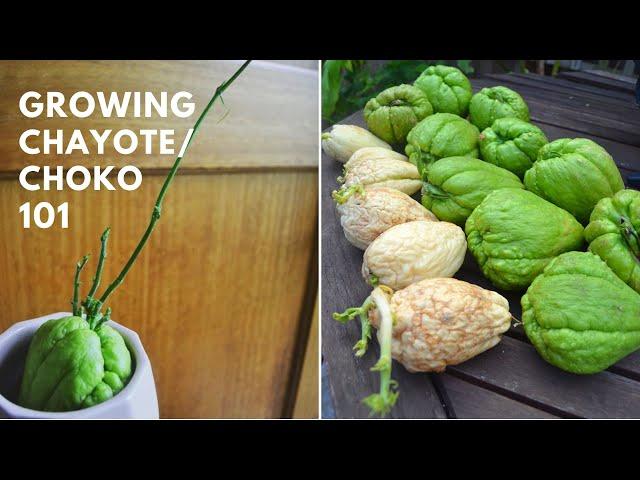 How to grow Chayote (Choko) at home - Sprouting and tricks  - Permaculture plant