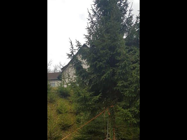 Einen Baum fällen im Wohngebiet - Seilzug und Kettensäge von Stihl im Einsatz