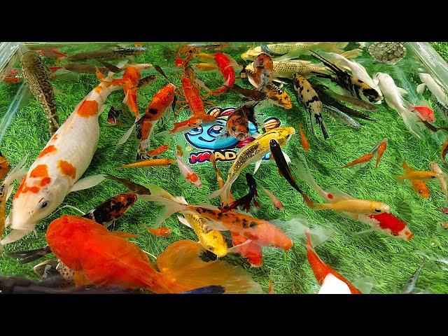 Unboxing Aquarium Ornamental Fish, Koi Fish, Betta Fish, Catfish, Goldfish, Lobster, Turtle