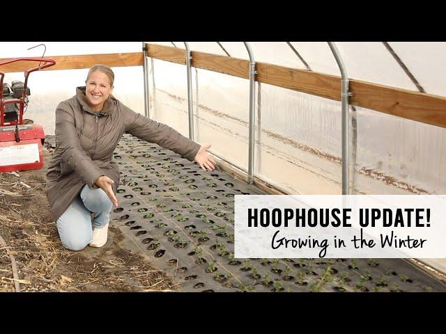 Hoophouse Update!  Winter Growing for Spring Blooms - Sunshine and Flora