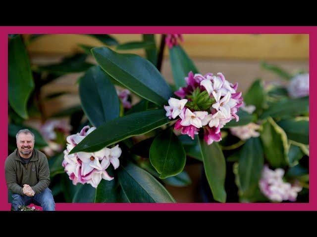 Daphne odora - Best Fragrant Shrub?