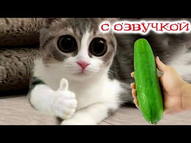 Приколы с котами! Смешные коты - С ОЗВУЧКОЙ! Самые смешные животные!