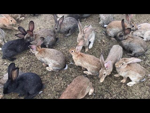 Разведение кроликов в яме, но не в яме.  Breeding rabbits in the pit, but not in the pit . Украина.