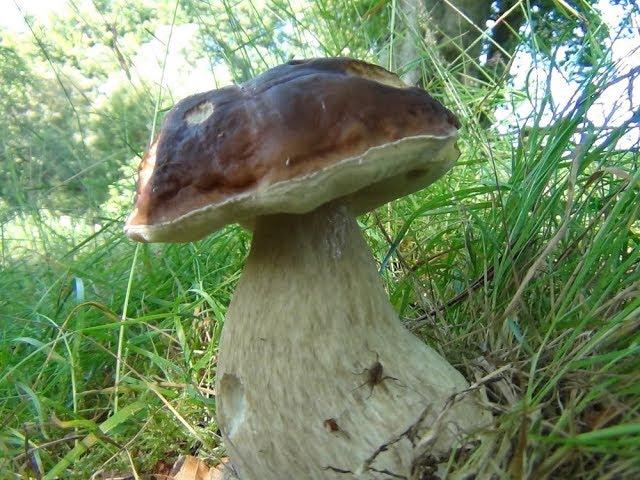 Large Penny Bun, Porcini, Cep, King Bolete, Boletus edulis identification