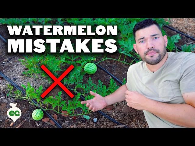 6 Watermelon Growing Mistakes To Avoid 