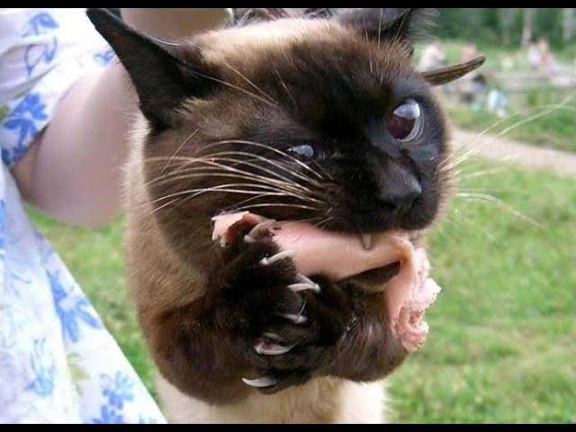  Shameless little thieves!  Videos of funny cats, kittens and dogs! 