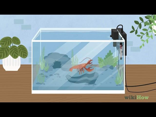 How to Take Care of Crayfish