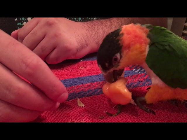 Kumquat Eating a Habanero Pepper