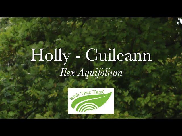 Holly - Cuileann (Ilex aquifolium)