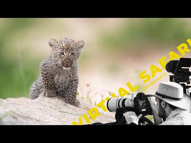 3 Hours of Leopard Cub Joy Packed into 14 Minutes for Christmas- Virtual Safari #198