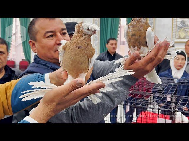 Exhibition of Uzbek pigeons (November 11, 2023, the city of Turkestan, Kazakhstan)