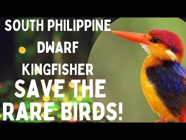 Discovering the Enchanting #SouthPhilippineDwarfKingfisher ️