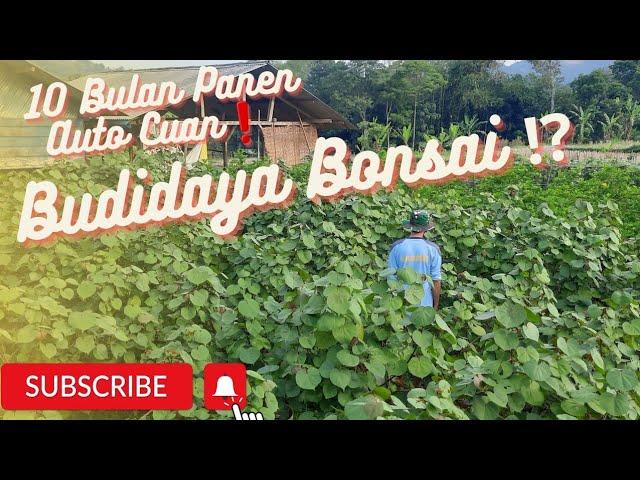 Budidaya Bonsai Ini ⁉️ 10 Bulan Panen️ Auto Cuan