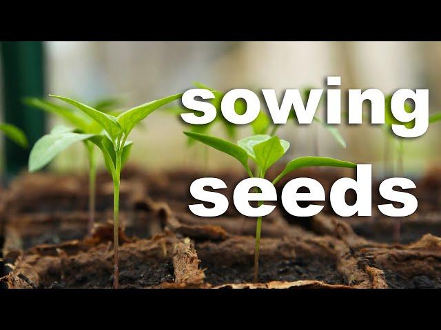 The Complete Guide to Sowing Seeds (Higher Germination Rate)!