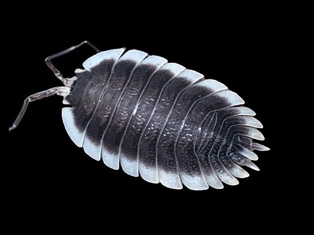 Porcellio werneri Isopod Care Guide