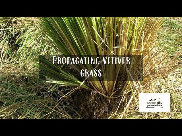 Propagating Vetiver