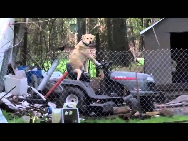 Собака нашла себе удобное место / Dog on a tractor