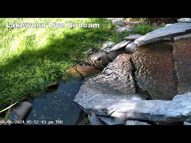 Lakewood Bird Camera Fountain