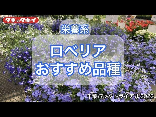 【園芸】2022-2023 ロベリア タキイおススメ品種