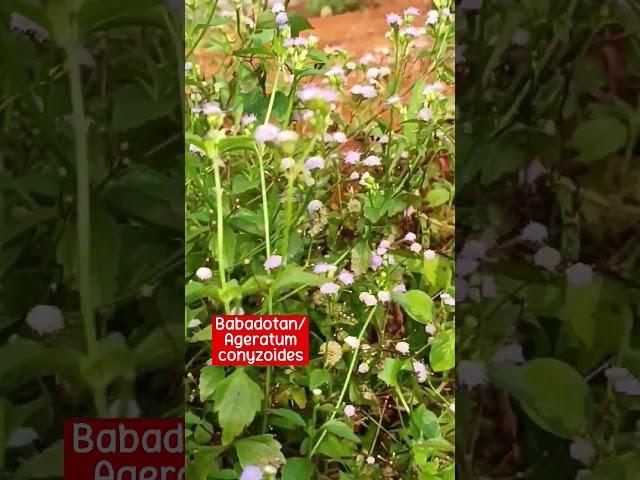 Madicinal Herbs Ideas - Ageratum Conyzides #plant #herbal #herbs