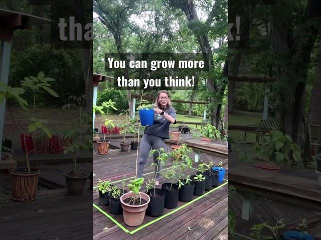 Growing food on an apartment balcony #shorts #gardentips #growingfood #gardening