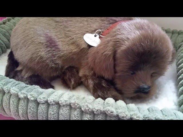 Perfect Petzzz Realistic Sleeping Dog Toy Review