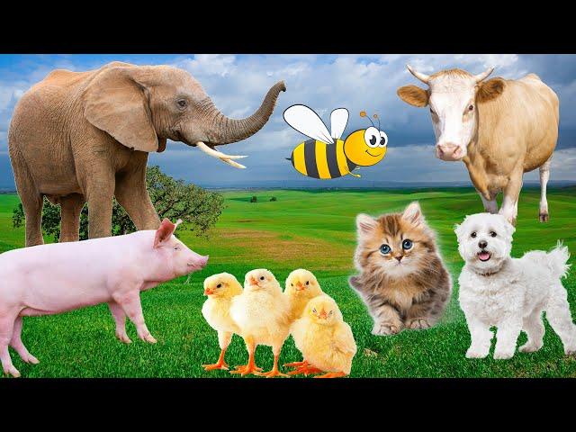 Farm animals, animal sounds: cow, chicken, pig, elephant, duck, cat sound