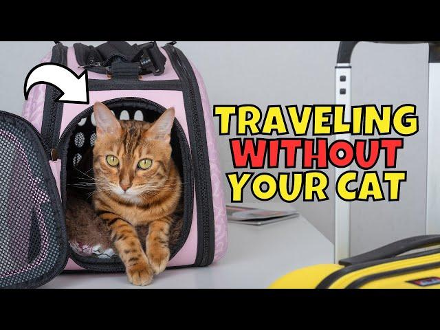 What to Do With Your Cat When You Travel | Options & Tips