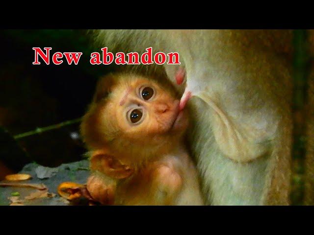 Hot news ! Kind heart Ashley accept new abandoned baby monkey as her baby.