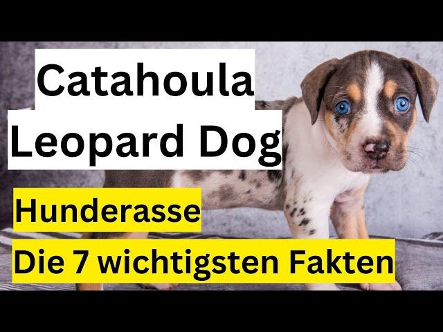 Catahoula Leopard Dog Hunderasse  Die 7 wichtigsten Fakten
