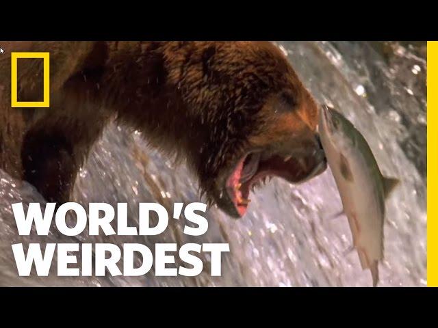 Salmon Soar without Wings | World's Weirdest