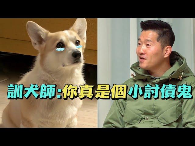 柯基每晚監視主人，夫妻倆幾乎崩潰，訓犬師用妙招化解恩怨，竟意外發現個武學奇才