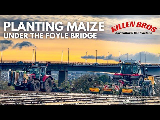 Killen Bros | Planting Maize under the Foyle Bridge