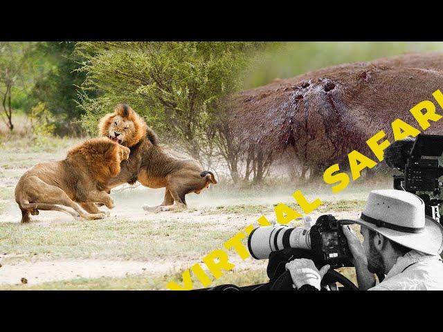 Lions Have a Close Call- Update on the Ntsevu Breakaway Lions- Virtual Safari # 215