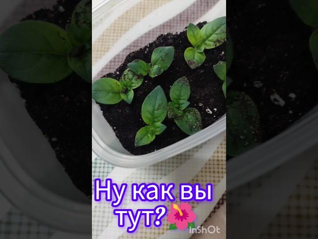 Ну как вы тут  #укоренение #петунии #тайдал