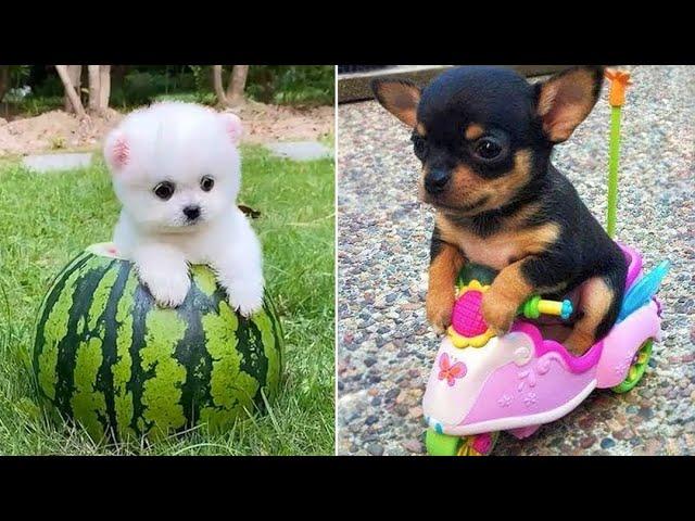 Baby Dogs  Cute and Funny Dog Videos Compilation #13 | 30 Minutes of Funny Puppy Videos 2021
