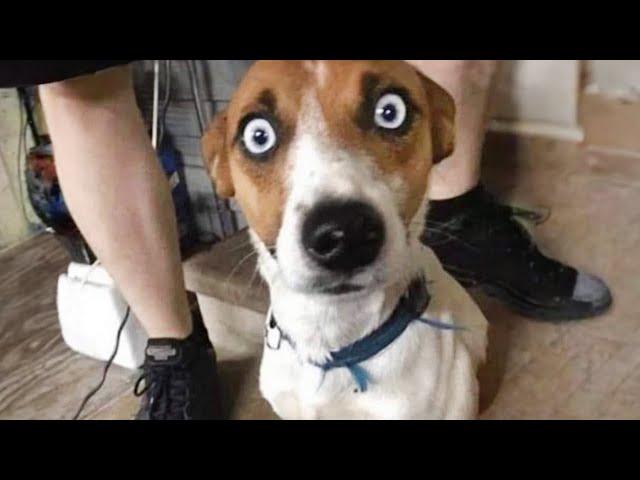 When Silly Dogs Take Over the World  Funniest Animal Videos