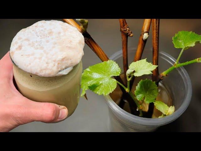 Укоренится Даже Черенок От Лопаты! Бюджетный Стимулятор Роста Для Укоренения! #SHORTS