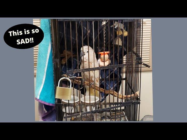 Cockatoo Padlocked and Not Handled for 30 Years | RESCUED!!